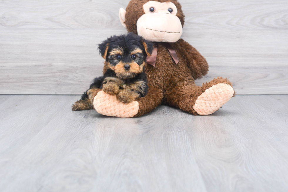 Meet Twinkle - our Yorkshire Terrier Puppy Photo 