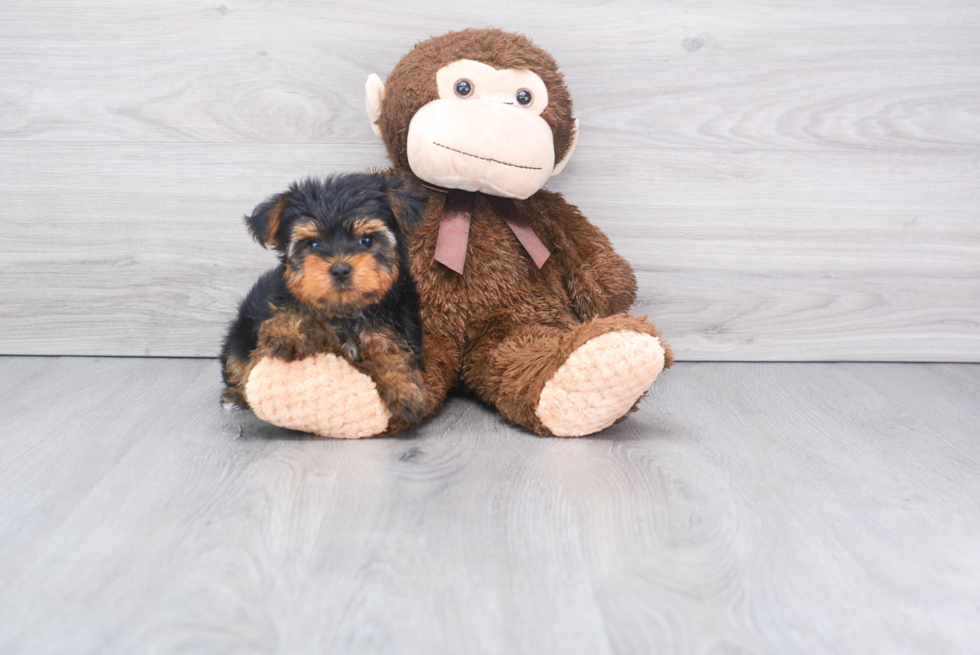 Meet Twinkle - our Yorkshire Terrier Puppy Photo 