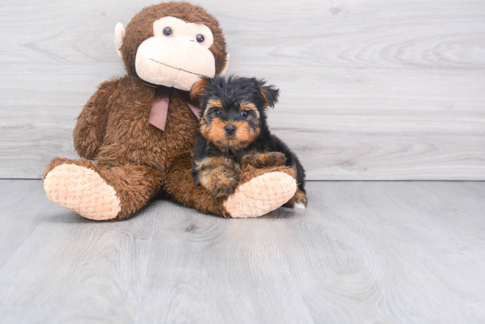 Meet Twinkle - our Yorkshire Terrier Puppy Photo 