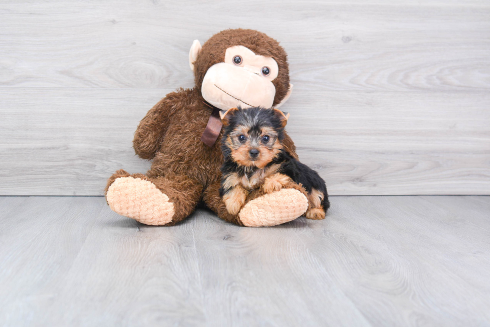 Meet Twinkle - our Yorkshire Terrier Puppy Photo 