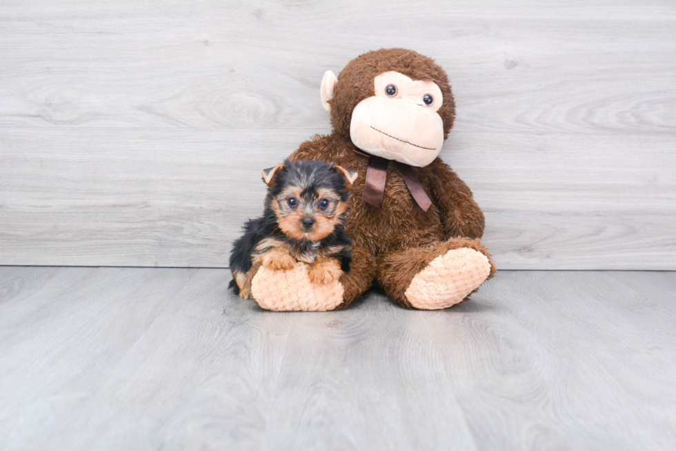 Meet Twinkle - our Yorkshire Terrier Puppy Photo 