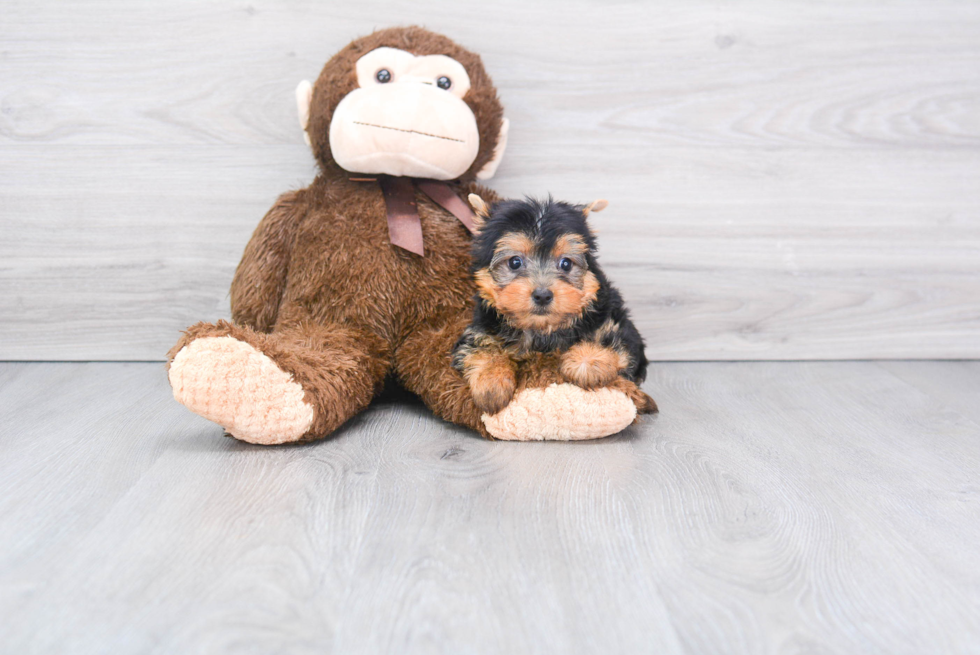 Meet Twinkle - our Yorkshire Terrier Puppy Photo 