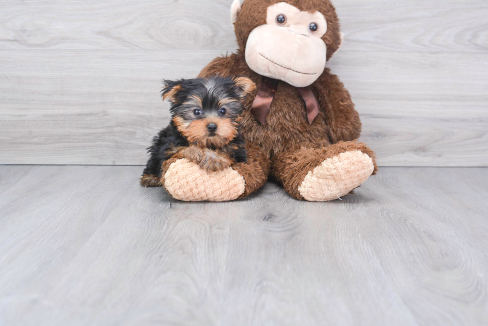 Meet Twinkle - our Yorkshire Terrier Puppy Photo 