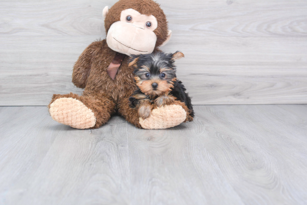 Meet Twinkle - our Yorkshire Terrier Puppy Photo 