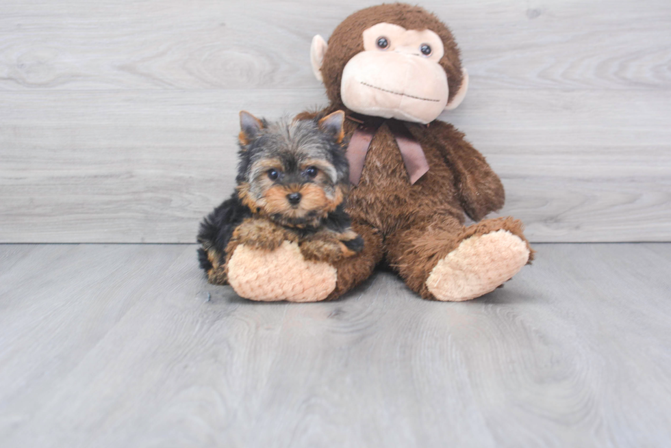 Little Yorkshire Terrier Purebred Pup