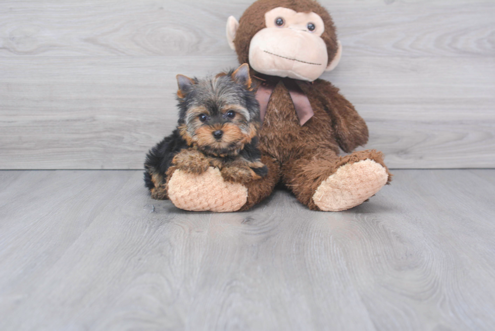 Yorkshire Terrier Puppy for Adoption