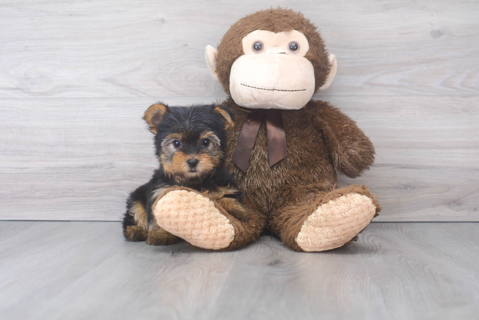 Yorkshire Terrier Pup Being Cute