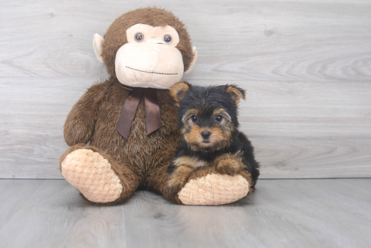 Happy Yorkie Purebred Puppy