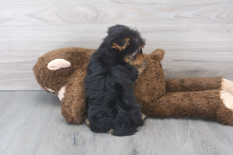 Yorkshire Terrier Pup Being Cute