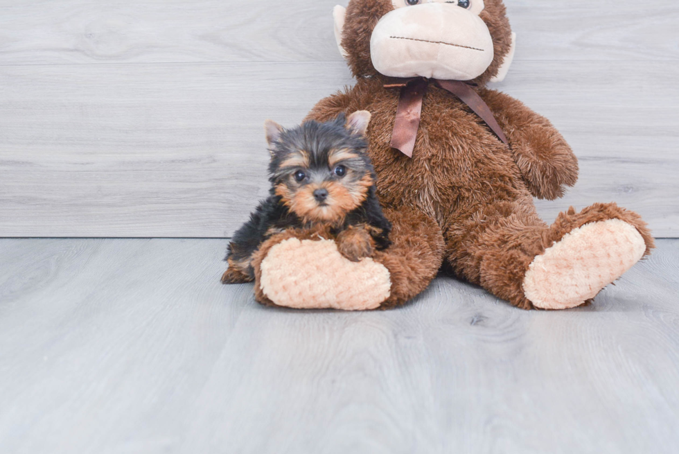 Meet Victoria - our Yorkshire Terrier Puppy Photo 