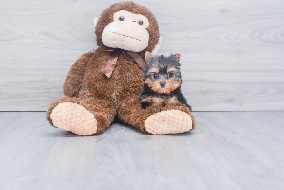 Meet Victoria - our Yorkshire Terrier Puppy Photo 