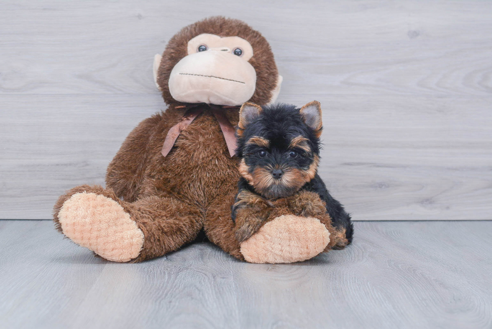 Meet Victoria - our Yorkshire Terrier Puppy Photo 