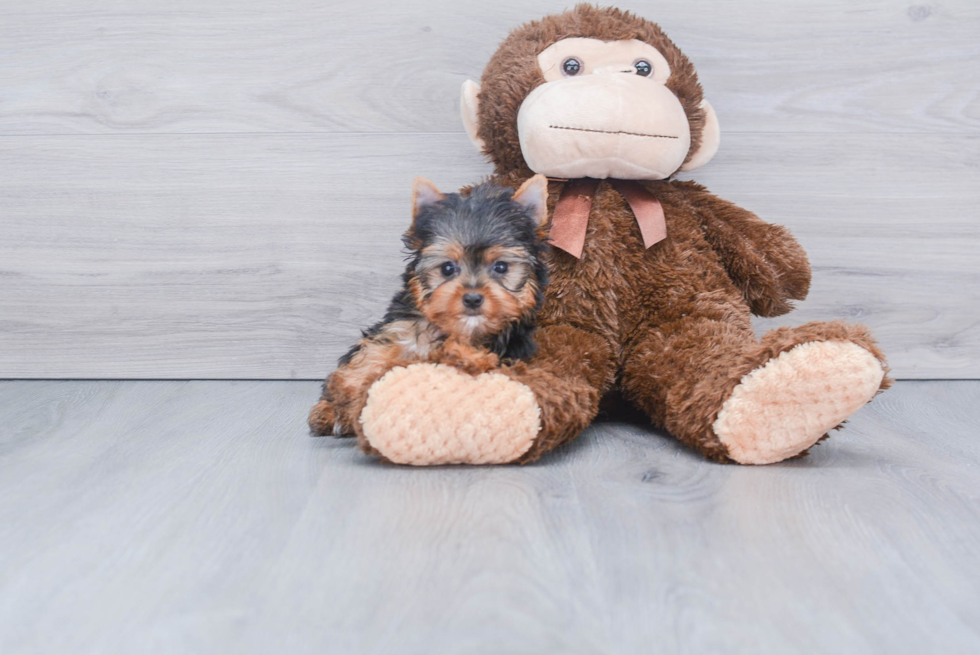 Meet Victoria - our Yorkshire Terrier Puppy Photo 