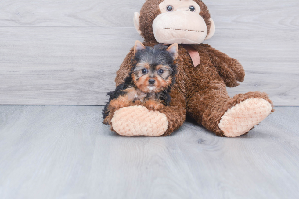 Meet Victoria - our Yorkshire Terrier Puppy Photo 