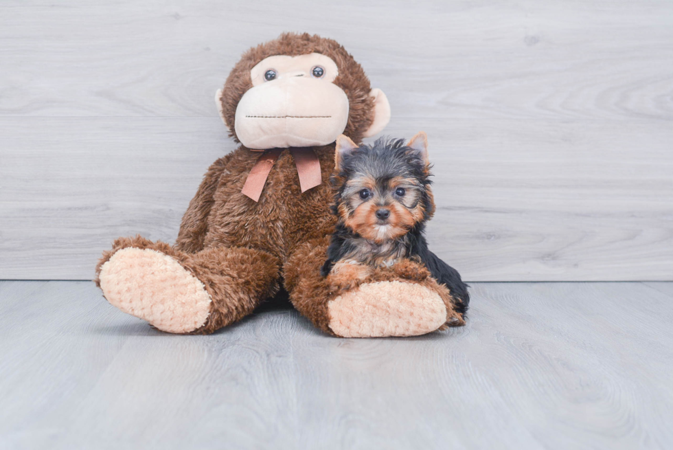 Meet Victoria - our Yorkshire Terrier Puppy Photo 