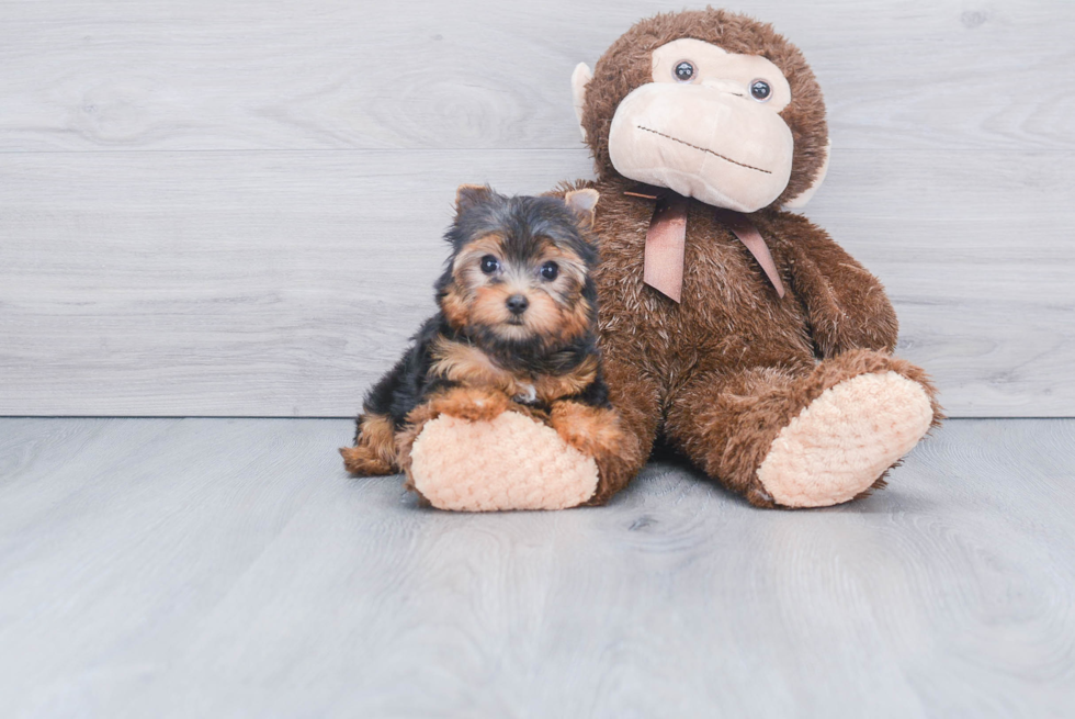 Meet Victoria - our Yorkshire Terrier Puppy Photo 