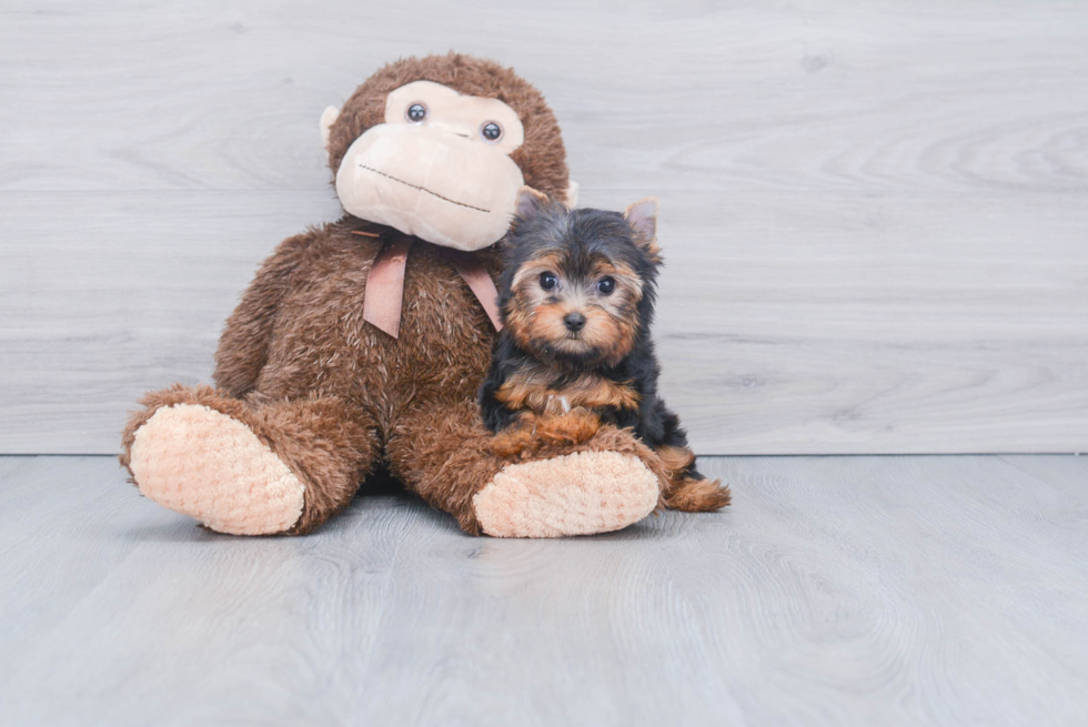 Meet Victoria - our Yorkshire Terrier Puppy Photo 