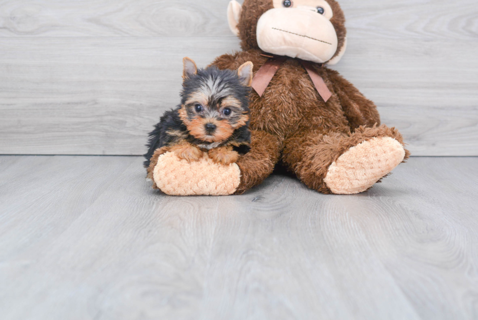 Meet Victoria - our Yorkshire Terrier Puppy Photo 