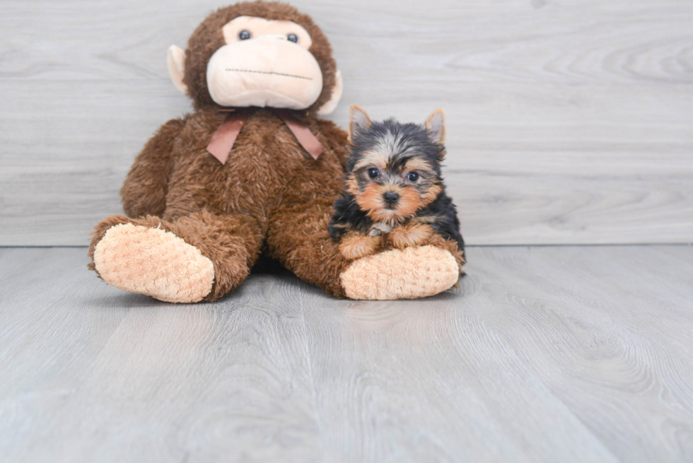 Meet Victoria - our Yorkshire Terrier Puppy Photo 