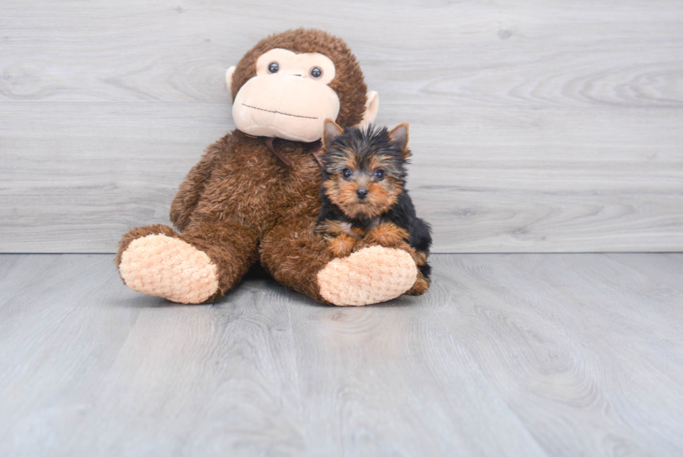 Meet Victoria - our Yorkshire Terrier Puppy Photo 