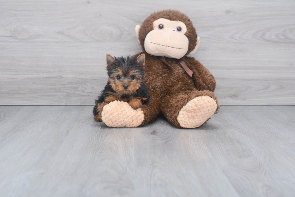 Meet Victoria - our Yorkshire Terrier Puppy Photo 