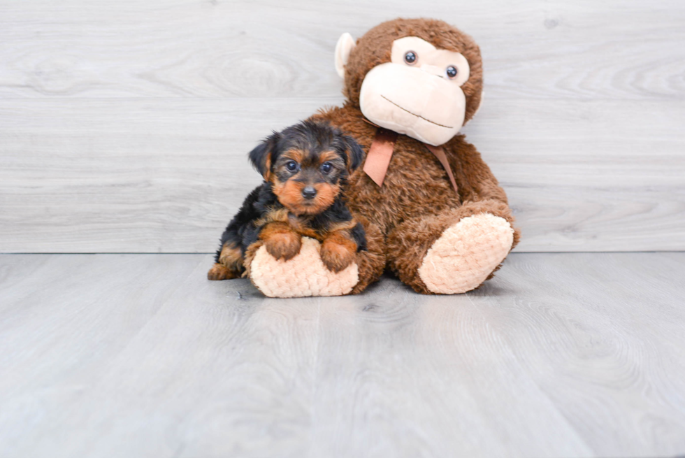 Meet Victoria - our Yorkshire Terrier Puppy Photo 