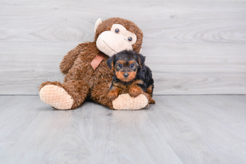 Meet Victoria - our Yorkshire Terrier Puppy Photo 