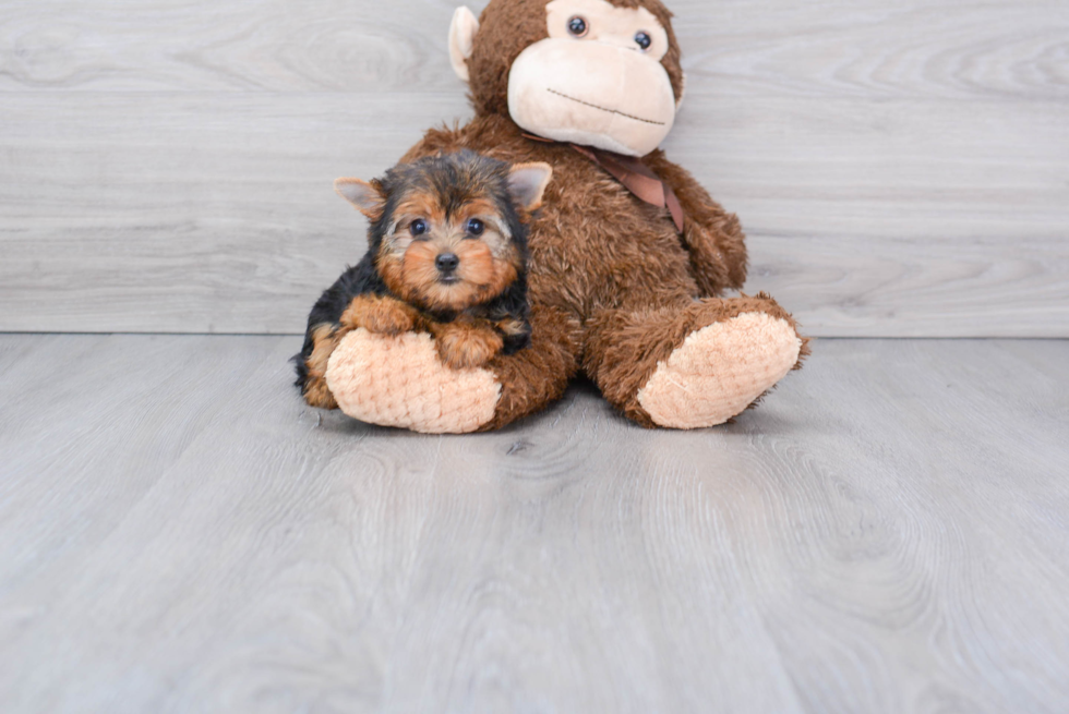 Meet Victoria - our Yorkshire Terrier Puppy Photo 