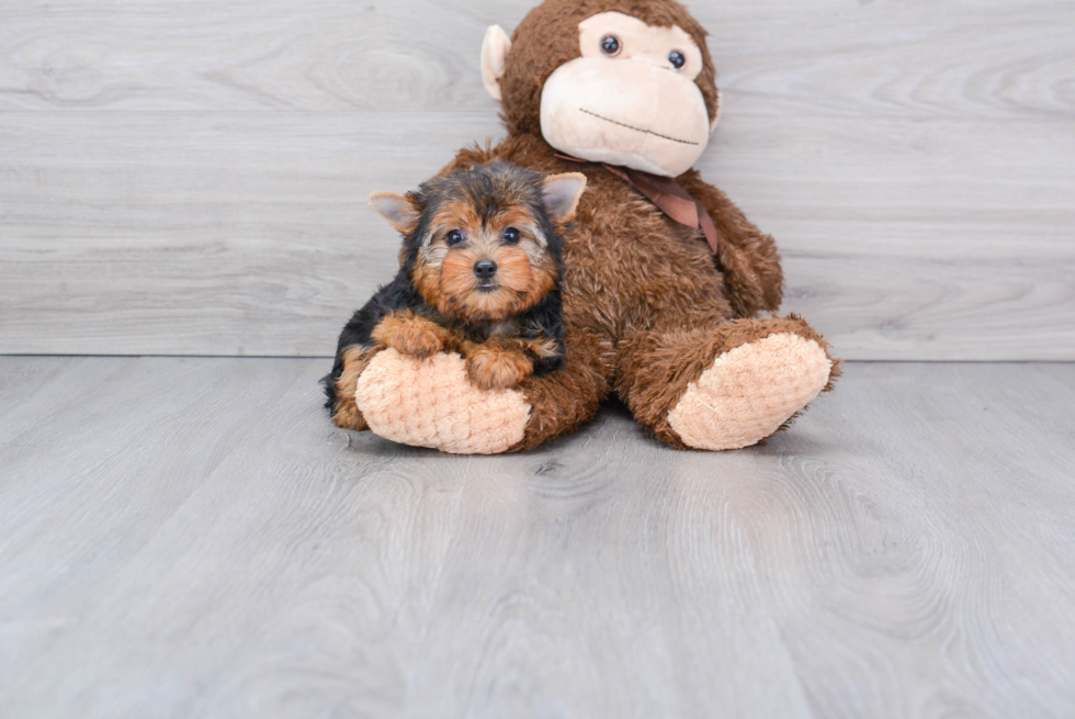 Meet Victoria - our Yorkshire Terrier Puppy Photo 