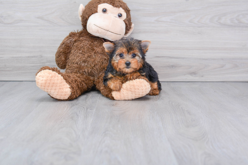 Meet Victoria - our Yorkshire Terrier Puppy Photo 