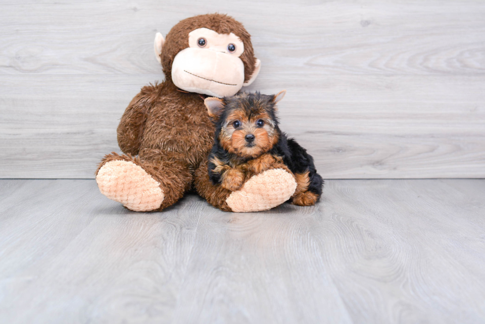 Meet Victoria - our Yorkshire Terrier Puppy Photo 