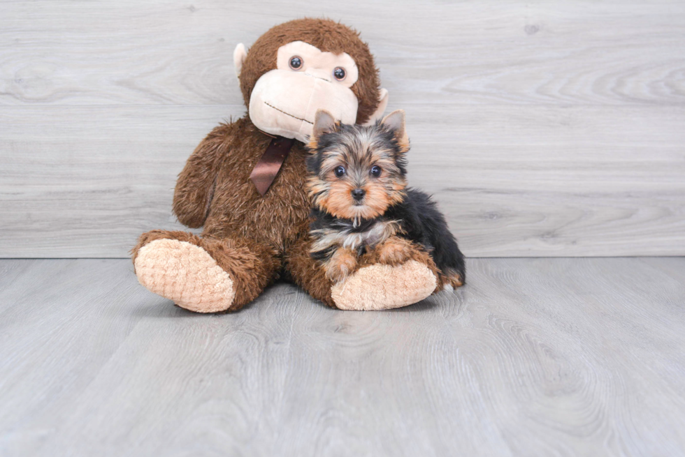 Meet Victoria - our Yorkshire Terrier Puppy Photo 