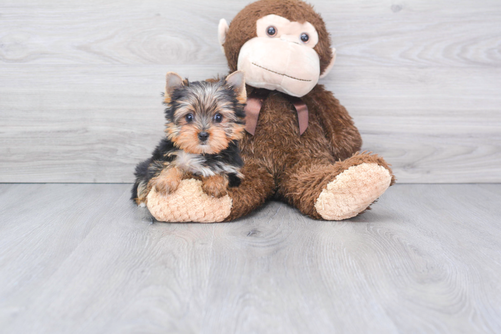 Meet Victoria - our Yorkshire Terrier Puppy Photo 