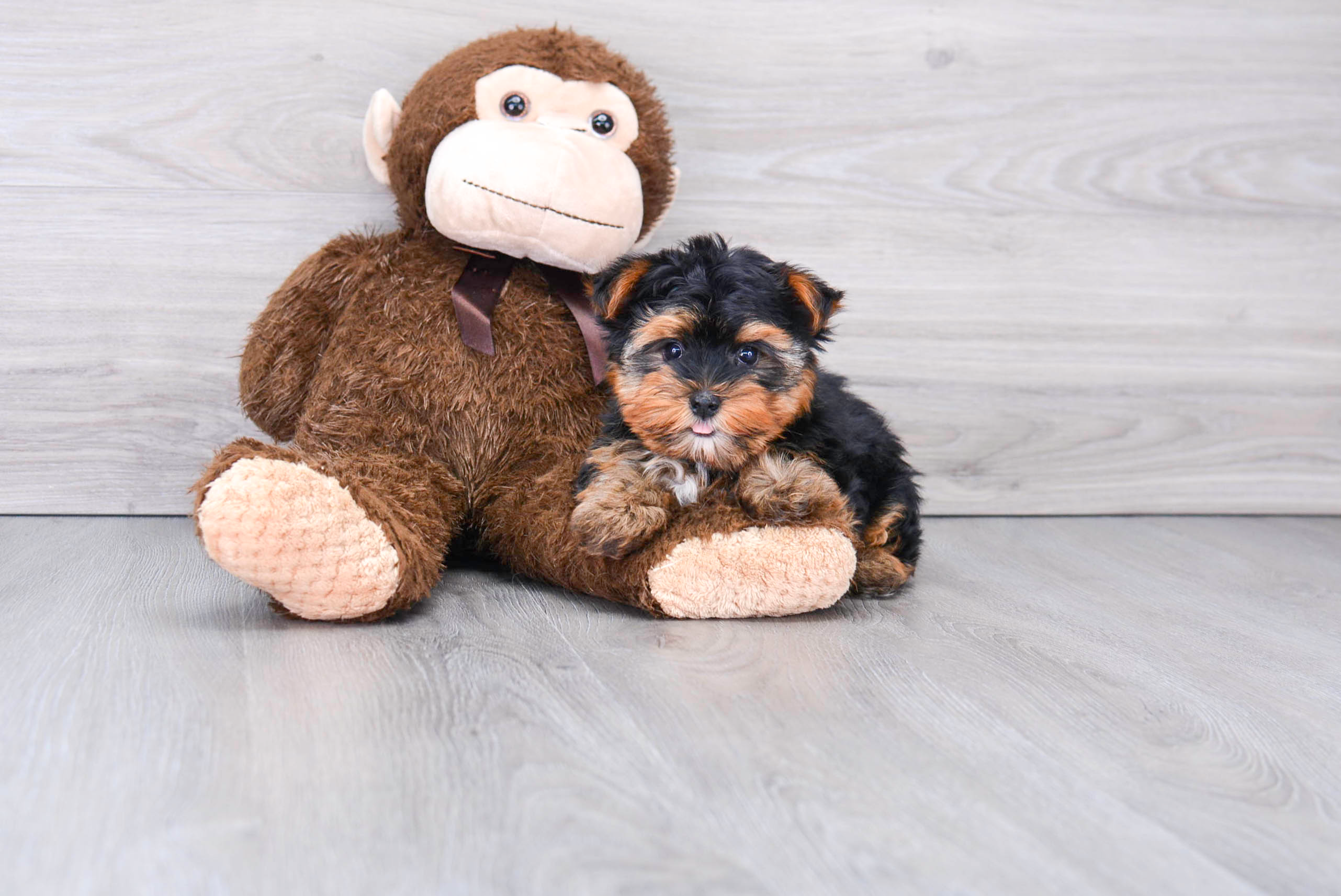 Yorkshire Terrier Pup Being Cute