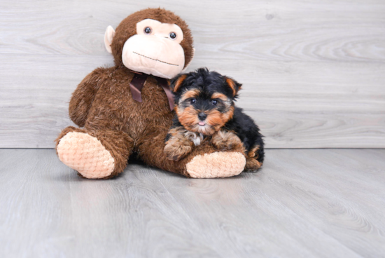 Yorkshire Terrier Pup Being Cute