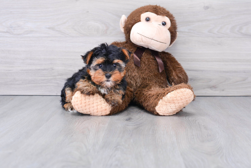 Funny Yorkshire Terrier Purebred Pup