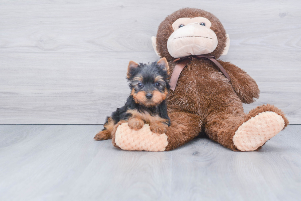 Meet Zoro - our Yorkshire Terrier Puppy Photo 