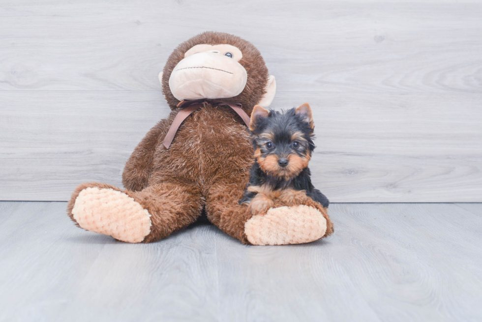 Meet Zoro - our Yorkshire Terrier Puppy Photo 