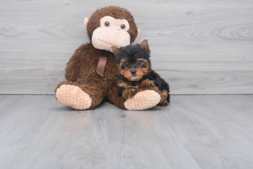 Meet Zoro - our Yorkshire Terrier Puppy Photo 