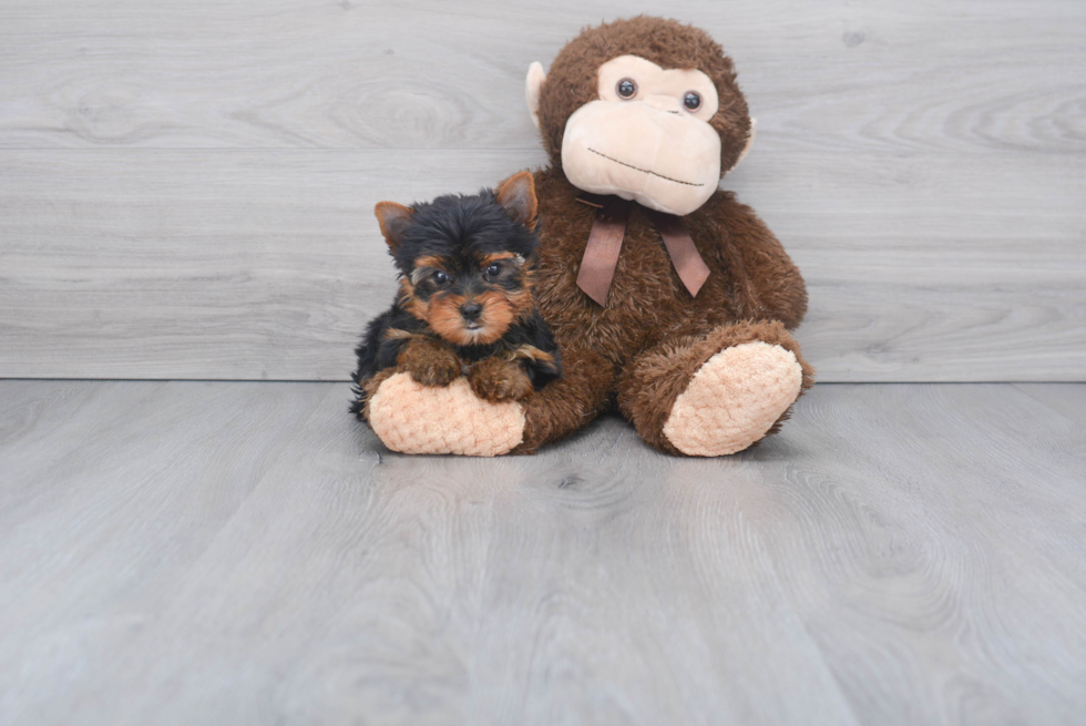 Meet Zoro - our Yorkshire Terrier Puppy Photo 