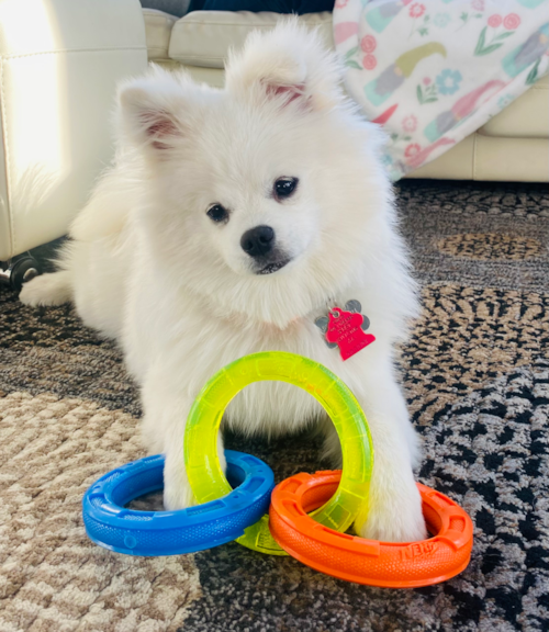 Sweet Pomsky Pup in