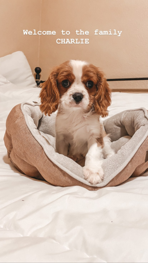 Funny Cavalier King Charles Spaniel Pup