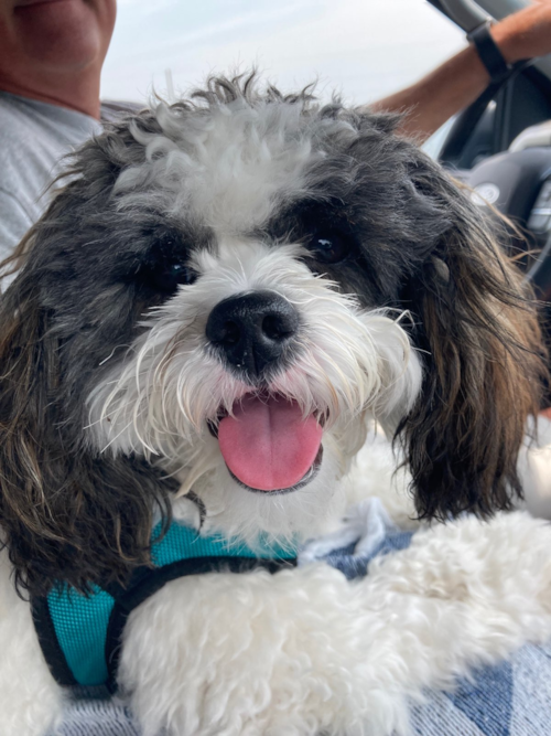 Small Shih Poo Pup in Kennesaw GA