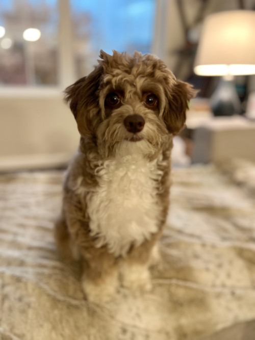 Mini Aussiedoodle Being Cute