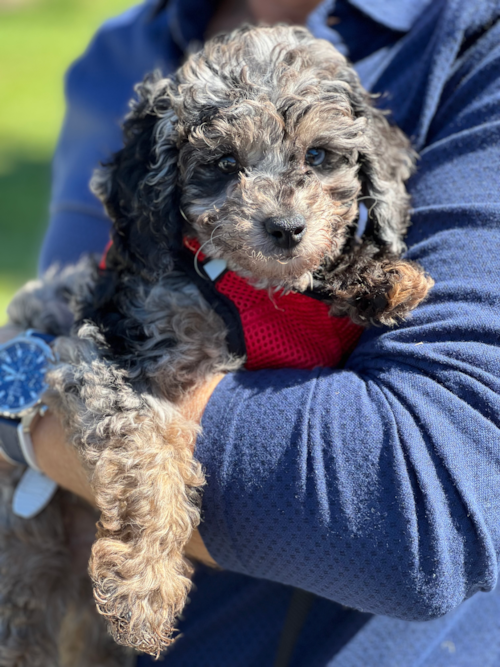 Small Mini Aussiedoodle Pup in