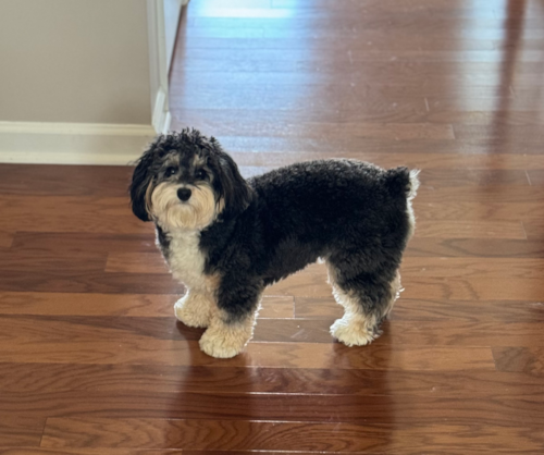 Hypoallergenic Aussiepoo Poodle Mix Pup