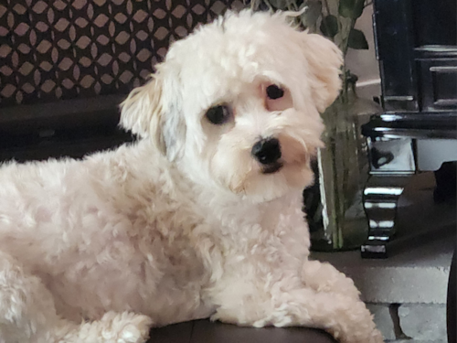 Sweet Havanese Purebred Pup