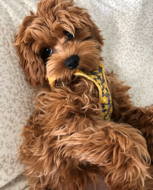 Energetic Cavoodle Poodle Mix Pup