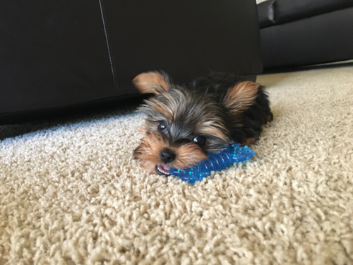 Miami Yorkshire Terrier Pup