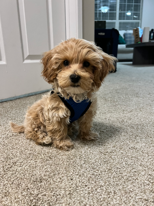 Cute Maltipoo Pup